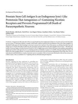 Prostate Stem Cell Antigen Is an Endogenous Lynx1-Like