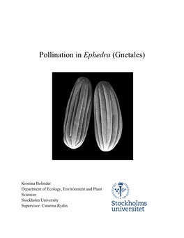 Pollination in Ephedra (Gnetales)