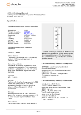 CNTROB Antibody (Center) Affinity Purified Rabbit Polyclonal Antibody (Pab) Catalog # Ap16471c