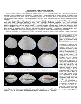 Identifying Our Large Intertidal Veneridae