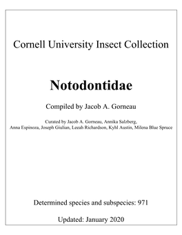 Notodontidae & Oenosandridae