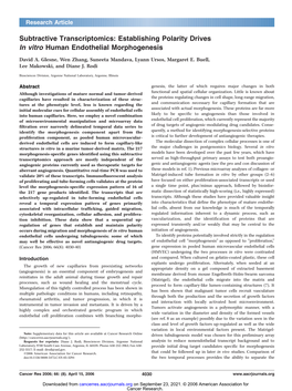 Establishing Polarity Drives in Vitro Human Endothelial Morphogenesis