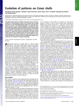 Evolution of Patterns on Conus Shells PNAS PLUS