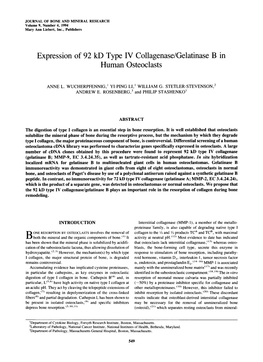 Expression of 92 Kd Type IV Collagenase/Gelatinase B in Human Osteoclasts