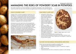 Managing the Risks of Powdery Scab in Potatoes