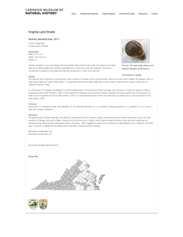 Virginia Land Snails