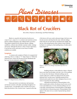 Plant Diseases Black Rot of Crucifers