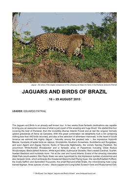 Jaguars and Birds of Brazil