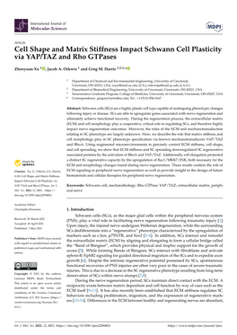 Cell Shape and Matrix Stiffness Impact Schwann Cell Plasticity Via YAP/TAZ and Rho Gtpases