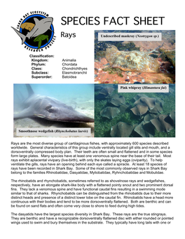 Rays Are the Most Diverse Group of Cartilaginous Fishes, with Approximately 600 Species Described Worldwide