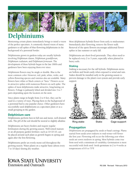 Delphiniums Mentioning Certain Plants Immediately Brings to Mind a Vision Most Delphinium Hybrids Flower from Early to Midsummer