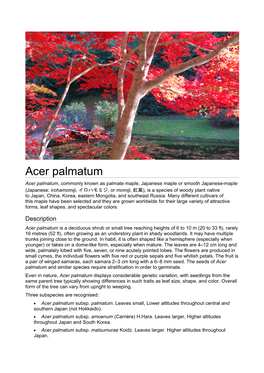 Acer Palmatum