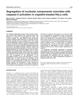 Segregation of Nucleolar Components Coincides with Caspase-3 Activation in Cisplatin-Treated Hela Cells