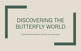 Butterfly Identification: Families and Resources Differences Between Butterflies and Moths