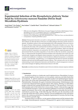 Experimental Infection of the Biomphalaria Glabrata Vector Snail by Schistosoma Mansoni Parasites Drives Snail Microbiota Dysbiosis