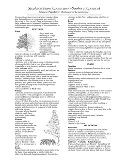 Styphnolobium Japonicum (=Sophora Japonica)