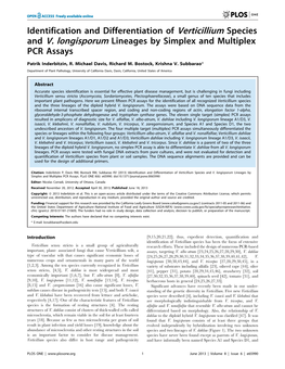 Identification and Differentiation of Verticillium Species and V. Longisporum Lineages by Simplex and Multiplex PCR Assays