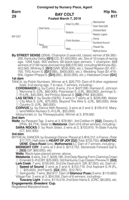 BAY COLT Barn 29 Hip No