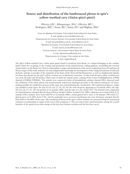 Source and Distribution of the Lumbosacral Plexus in Spix's Yellow-Toothed Cavy (Galea Spixii Spixii)