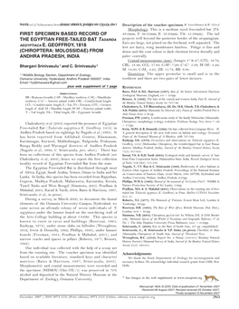 First Specimen Based Record of the Egyptian Free-Tailed Bat Tadarida