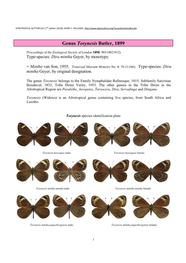 132 Genus Torynesis Butler