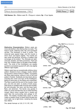 Phoca Fasciata(Zimmerman, 1783)