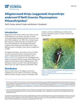 Alligatorweed Thrips (Suggested) Amynothrips Andersoni O'neill (Insecta: Thysanoptera: Phlaeothripidae)1