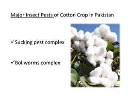 Major Insect Pests of Cotton Crop in Pakistan Sucking Pest Complex