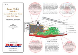 Long Tailed Skinks