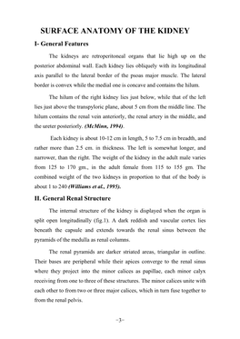 SURFACE ANATOMY of the KIDNEY I- General Features