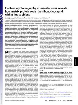 Electron Cryotomography of Measles Virus Reveals How Matrix Protein Coats the Ribonucleocapsid Within Intact Virions