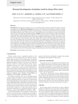 Prenatal Development of Palatine Tonsil in Sheep (Ovis Aries)