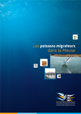 Poissons Migrateurs Dans La Meuse