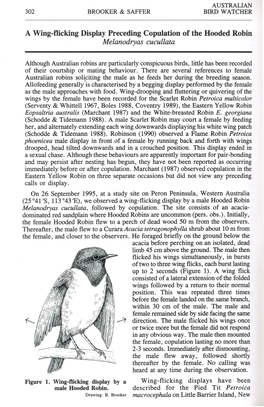 A Wing-Flicking Display Preceding Copulation of the Hooded Robin Melanodryas Cucullata