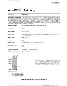 Anti-RRBP1 Antibody