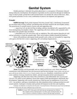 Genital System Gender Genotype Is Inherited, but Gender Phenotype Is a Consequence of Hormones Released During Embryonic Development