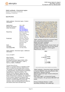 SIAH1 Antibody - N-Terminal Region Rabbit Polyclonal Antibody Catalog # AI10114