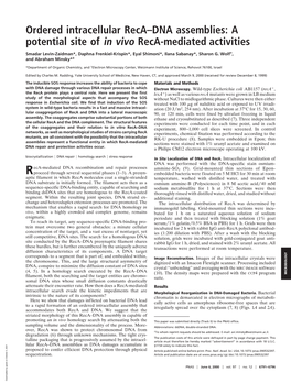 Ordered Intracellular Reca–DNA Assemblies: a Potential Site of in Vivo Reca-Mediated Activities