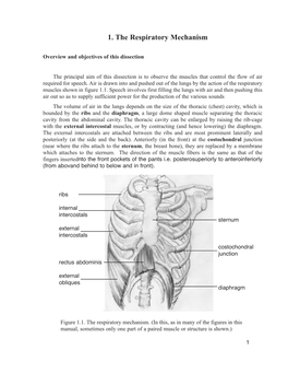 1. the Respiratory Mechanism