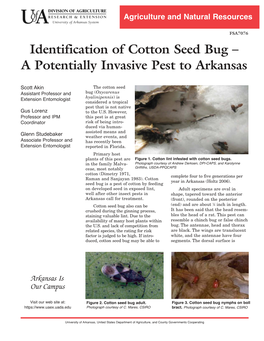 Identification of Cotton Seed Bug – a Potentially Invasive Pest to Arkansas