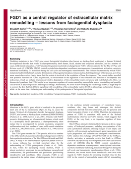 FGD1 As a Central Regulator of Extracellular Matrix Remodelling