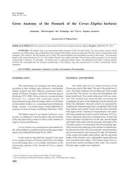 Gross Anatomy of the Stomach of the Cervus Elaphus Barbarus