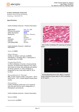 IL1RL2 Antibody (Internal) Rabbit Polyclonal Antibody Catalog # ALS16774