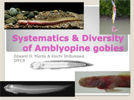 Systematics & Diversity of Amblyopine Gobies