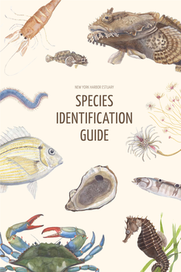 Species Identification Guide New York Harbor Estuary Species Identification Guide