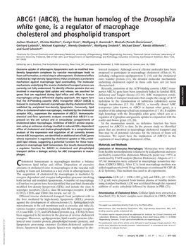 The Human Homolog of the Drosophila White Gene, Is a Regulator of Macrophage Cholesterol and Phospholipid Transport