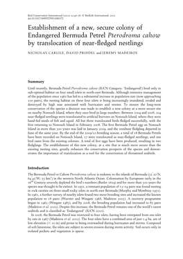 Establishment of a New, Secure Colony of Endangered Bermuda Petrel Pterodroma Cahow by Translocation of Near-Fledged Nestlings