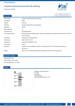 Creatine Kinase(Mitochondrial 1B) Antibody