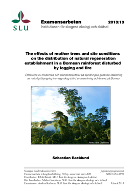 The Effects of Mother Trees and Site Conditions on the Distribution of Natural Regeneration Establishment in a Bornean Rainforest Disturbed by Logging and Fire