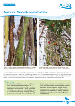 An Unusual Phoma Stem Rot of Tomato
